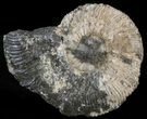 Wide Kosmoceras Ammonite - England #42656-1
